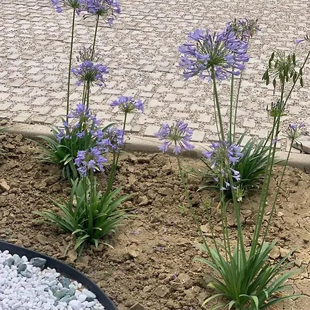 La Casa Di Toni Bed & Breakfast