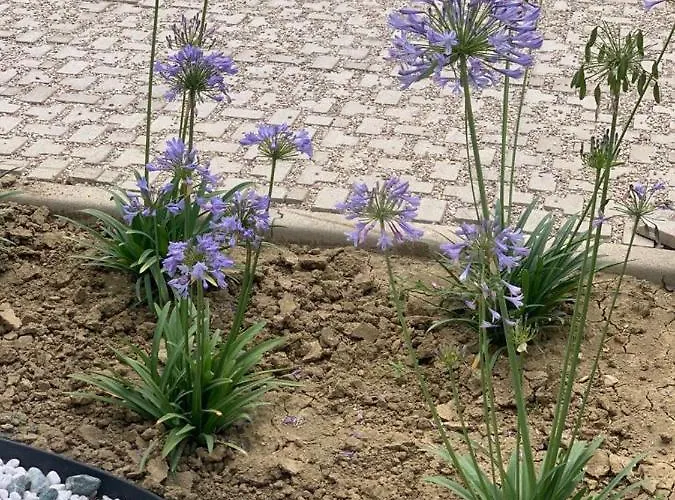 La Casa Di Toni Oda ve Kahvaltı